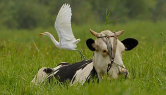 Egrets seen in east China's Shandong