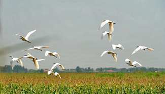Egrets seen in Qingxian County of north China's Hebei Province