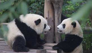 Too early to downgrade panda conservation status: Chinese expert