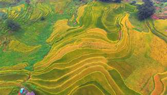 Aerial photos show paddy fields in south China's Guangxi