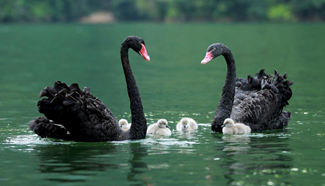 Black swans swim with babies on Baofeng Lake, C China