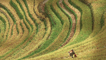 Autumn scenery of terraces in SW China's county