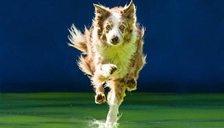 Slovenia holds 2nd Flying Dogs Dock Diving Competition