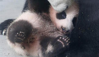 Two-month-old giant panda "Hua Sheng" meets public