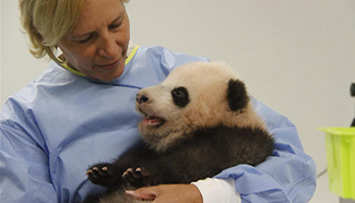 In pics: giant panda cub "Tian Bao" in Belgium animal park