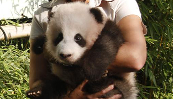 Belgium zoo names giant panda cub "Tian Bao"