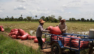 Rural Development Bank to provide loan package to stabilize rice prices in Cambodia