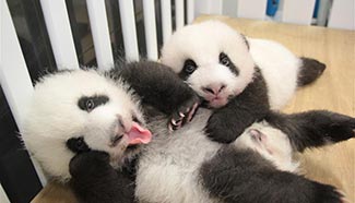 Macao's twin panda cubs named "Jianjian", "Kangkang"