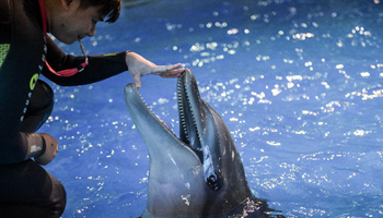Dolphin given physical examination at ocean park in E China