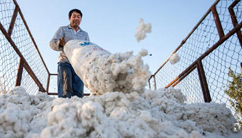 Farmers busy with picking cotton in NW China