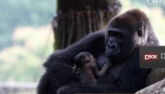 Newborn baby gorilla, 50-year old tortoise & pet restaurant