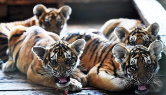 In pics: Over 100 tiger cubs born in NE China's breeding center
