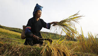 Farmers busy with rice harvest in SW China
