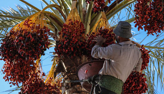Palestinian farmer harvests dates in Deir Al-Balah town