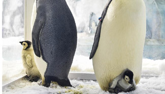 Baby emperor penguins make debut in Zhuhai, south China