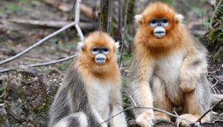 In pics: snub-nosed monkeys in C China