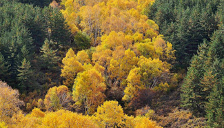 Autumn scenery of golden birch forest in north China