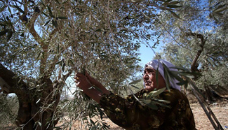 Palestinian farmers begin harvesting olives