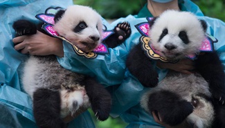 Macao celebrates twin panda cubs' first 100 days