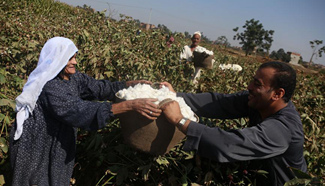 Egyptians work at cotton field in the village of Gagour