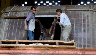 Egypt moving Cairo tanneries to outskirts stirs development hope