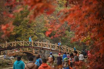 Tourists view maple leaves in NE China during National Day holiday