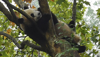 Tourists visit Chengdu Research Base of Giant Panda Breeding in National Day holiday