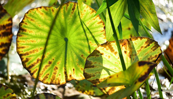 Lotus leaves turn yellow in N China's Shijiazhuang