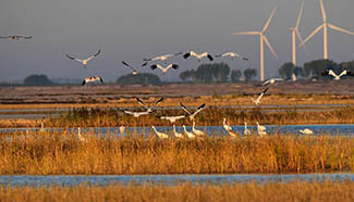 Momoge Nature Reserve: major crane protection bases in China