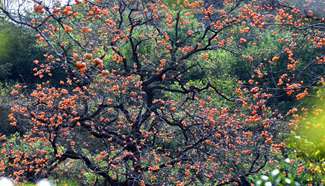 East China's Shandong harvests persimmons
