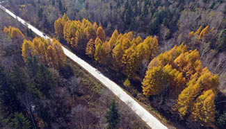 Autumn-colored trees seen in NE China's Hailin Forest Farm