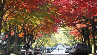 Gorgeous autumn scenery seen in Vancouver