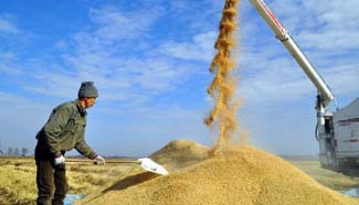 Rice fields in NE China enter into harvest season