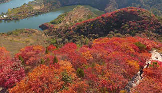 Shandong embraces red autumn