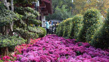 Chrysanthemums blossom in E China's Jinan