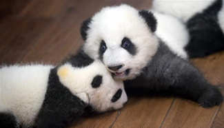 23 giant panda cubs living in "kindergarten" in Chengdu
