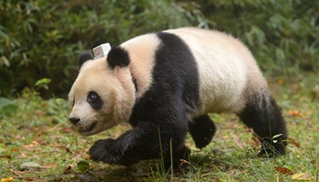 China Exclusive: China releases 6th, 7th giant panda into wild