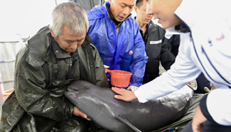 Finless porpoises well protected at central China's national nature reserve