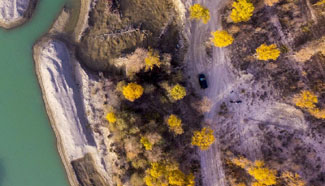 Autumn scenery of populus euphratica forest in China's Xinjiang