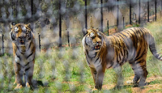 Rescued tigers seen in Lionsrock Big Cat Sanctuary