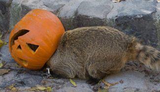 Animals eat food laid in Halloween pumpkins in Budapest Zoo