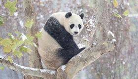 Giant Panda You You plays in his first snow