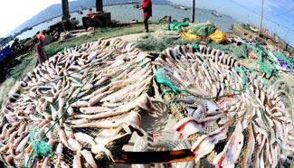 Fish dried during harvest season in east China's Jiangsu