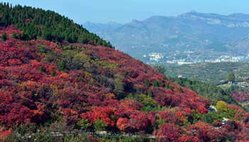 Autumn scenery in China's Jinan