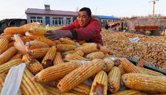 China Focus: China halts corn reserve purchasing to let price float