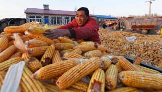 China Focus: China halts corn reserve purchasing to let price float