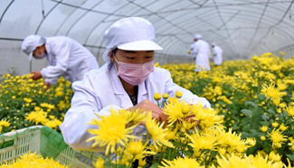 Herbs harvest at planting base in N China