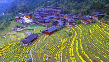 Scenery of blooming chrysanthemum flower fields in S China's Guangxi