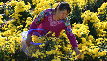 Picking chrysanthemum flowers in east China's village