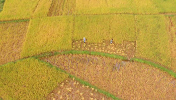 In pics: Golden fields of paddy rice in south China